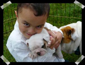 Bulldog Puppies for sale